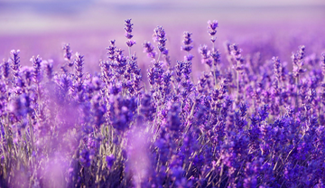 lavender plants that smell incredible to show the importance of smelling good 