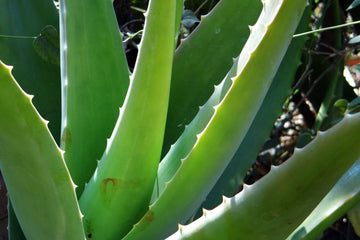 aloe vera is really good for skin